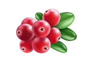 Fruits